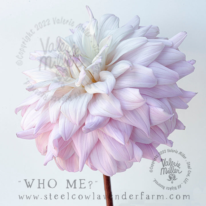 WHO ME? DAHLIA TUBER