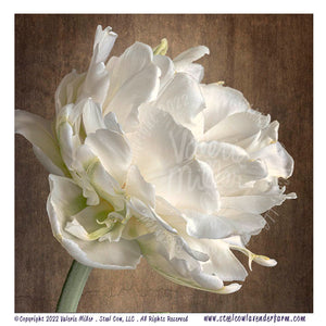 White Mountain Tulip Side View
