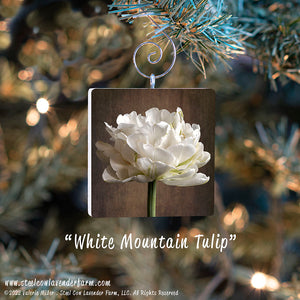 Holiday Ornaments (15 Images Available)