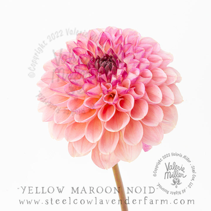 YELLOW MAROON NOID DAHLIA TUBER