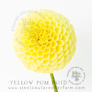 YELLOW POM NOID DAHLIA TUBER