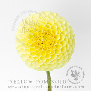 YELLOW POM NOID DAHLIA TUBER