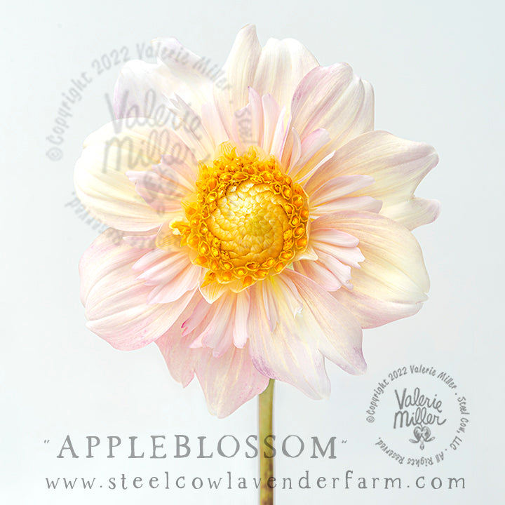 APPLEBLOSSOM DAHLIA TUBER