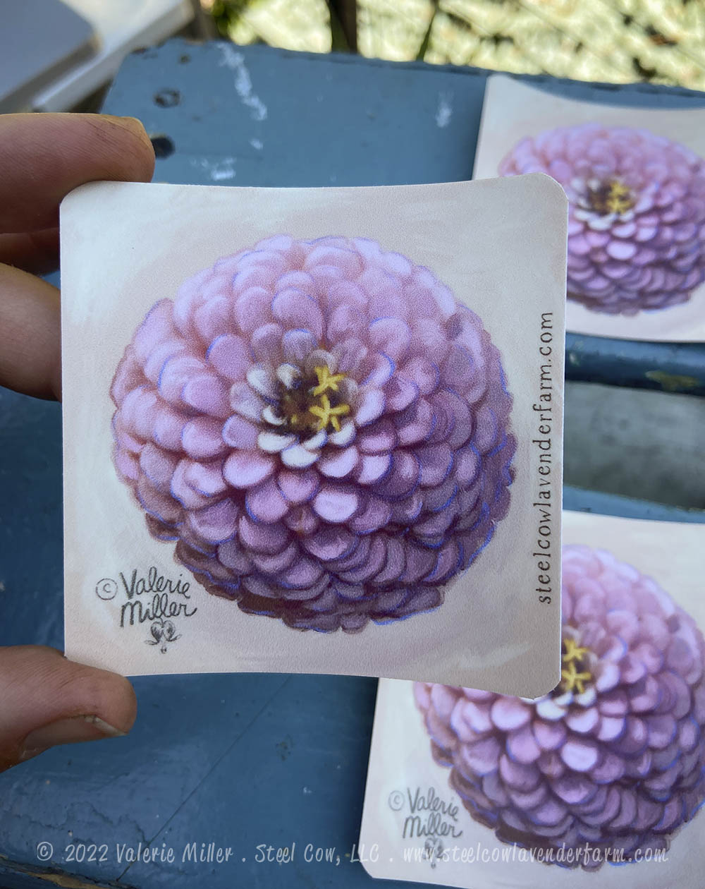 Oklahoma Salmon Zinnia Sticker