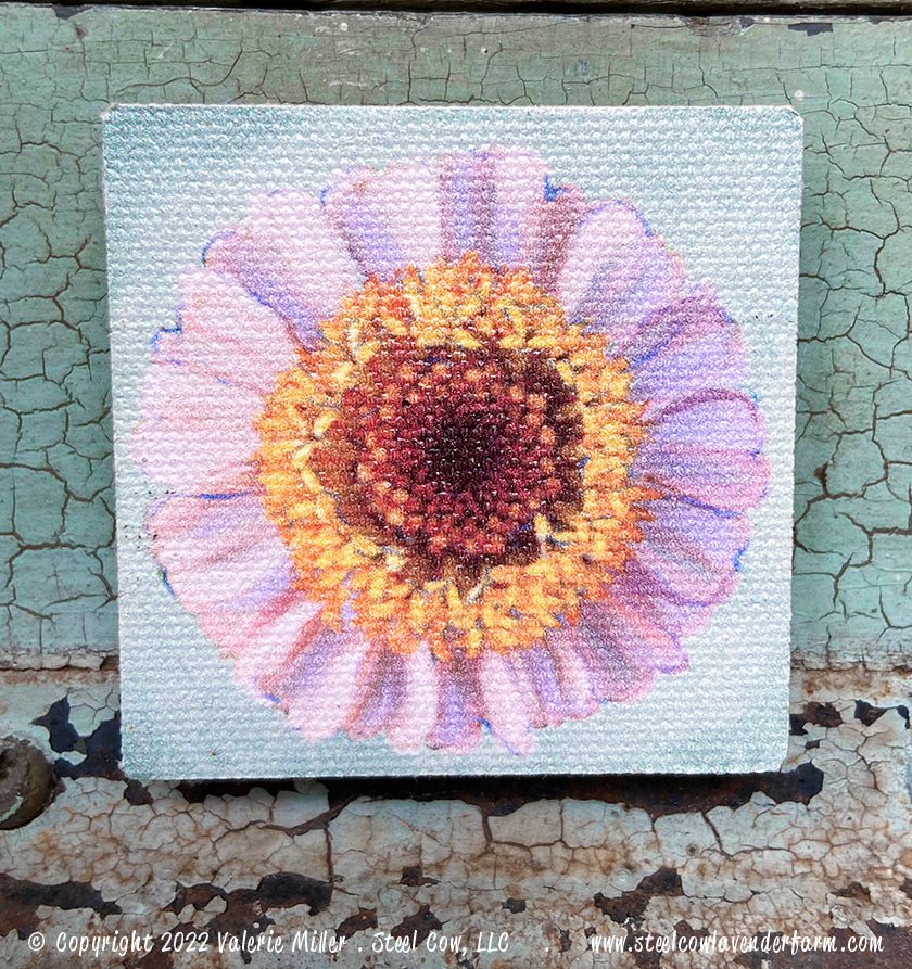 Cupcake Zinnia Magnet