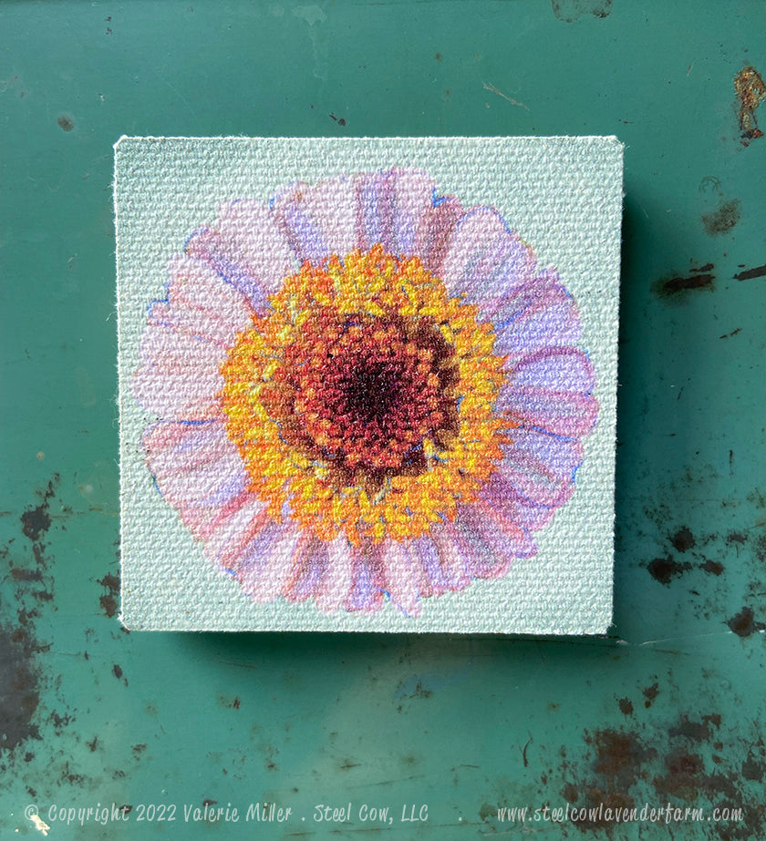 Cupcake Zinnia Magnet