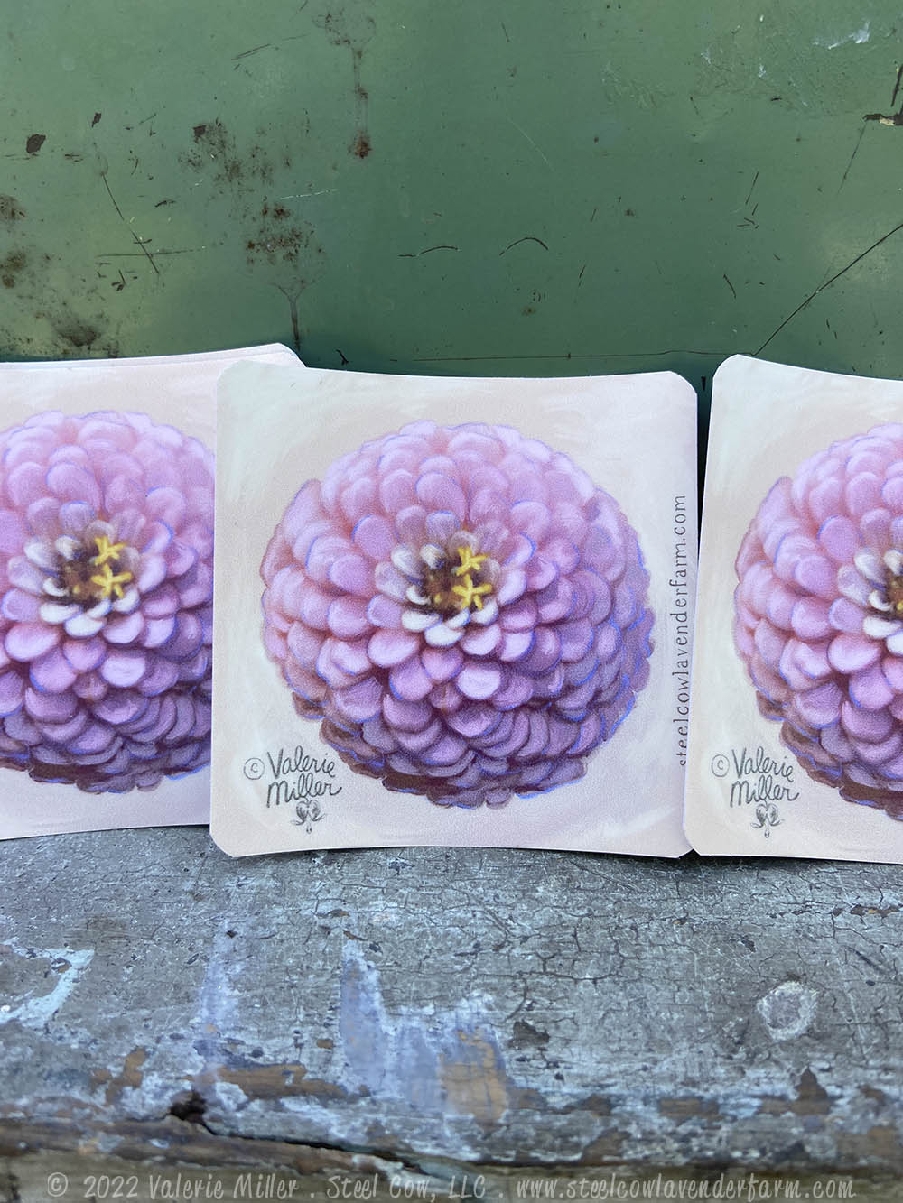 Oklahoma Salmon Zinnia Sticker