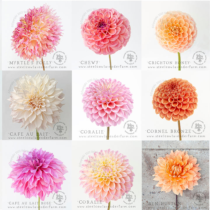 MYSTERY DAHLIA TUBER