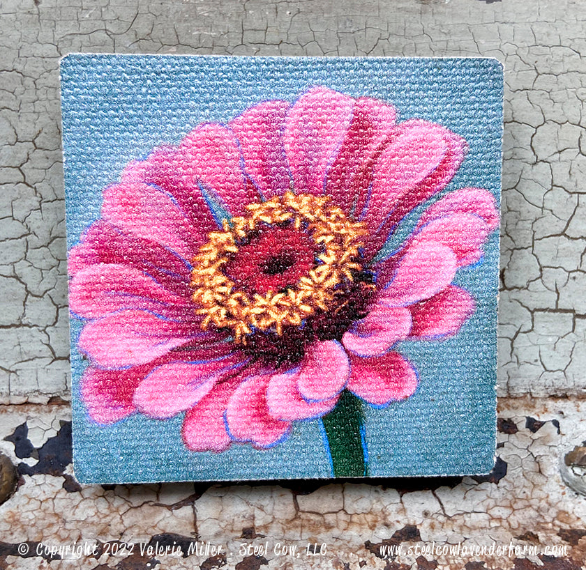 Dark Pink Zinnia Magnet