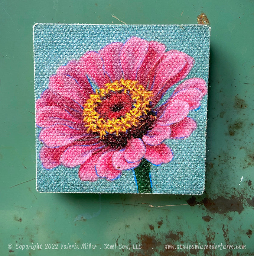 Dark Pink Zinnia Magnet