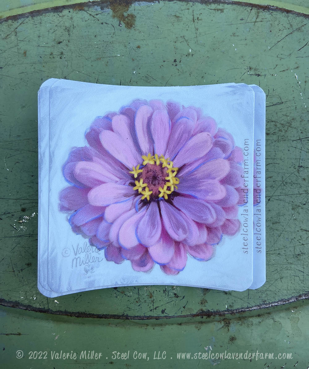 Light Pink Zinnia