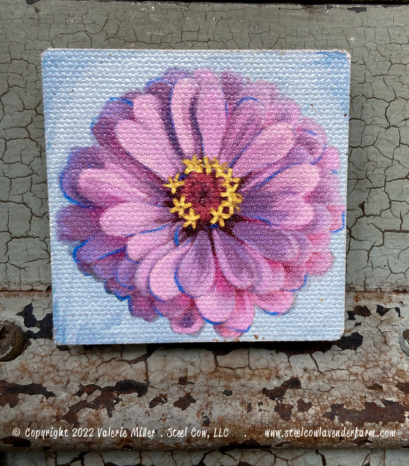 Pink Zinnia Magnet