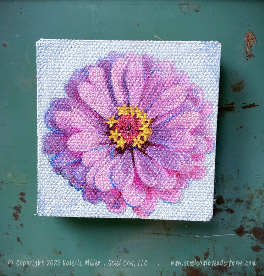 Pink Zinnia Magnet