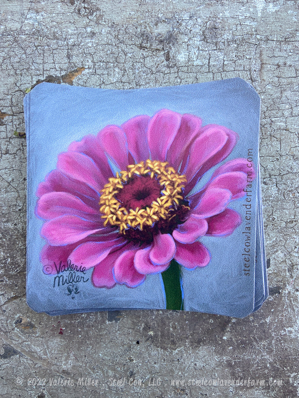 Dark Pink Zinnia Sticker