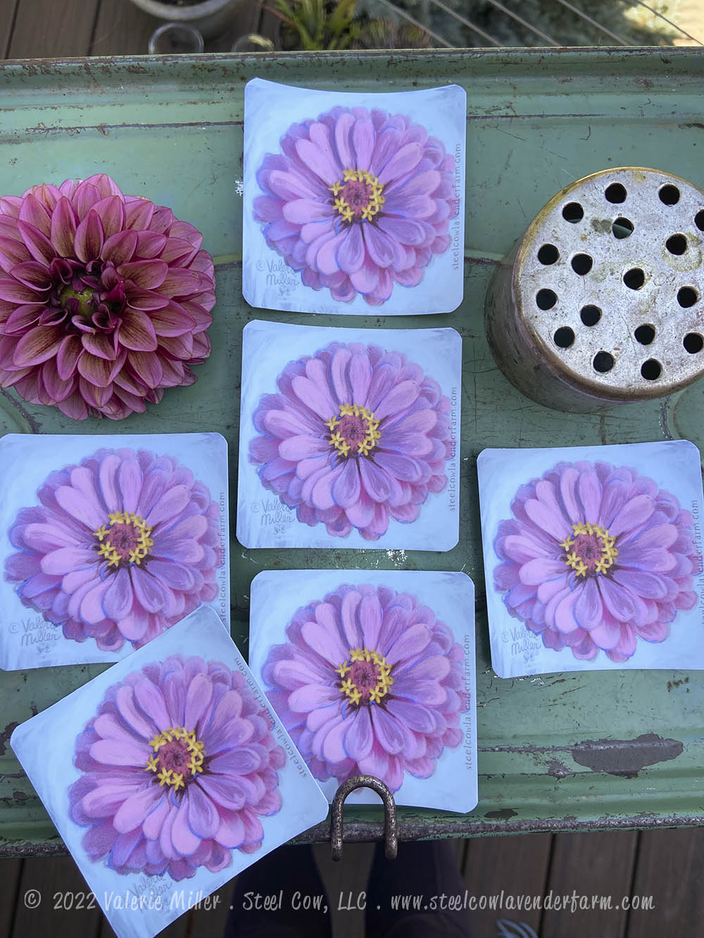 Light Pink Zinnia