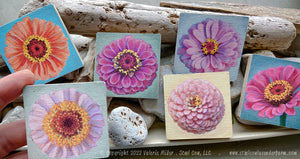 Zinnia Magnet 6 Pack