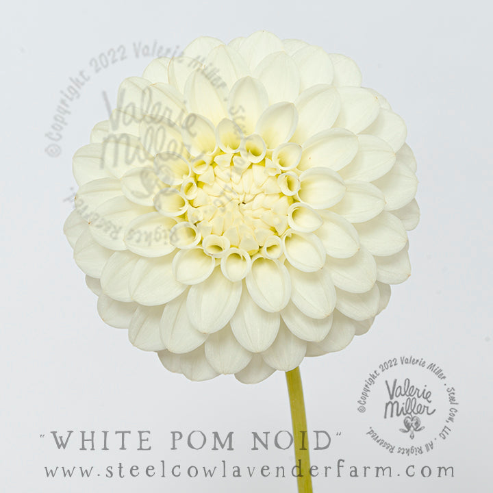 WHITE POM NOID DAHLIA TUBER