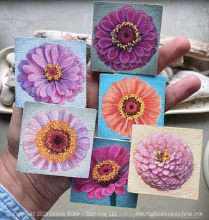 Zinnia Magnet 6 Pack